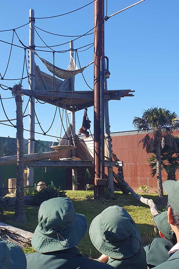 Students looking into the animal enclosure at Sydney Zoo